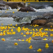 Rubber ducks in the Blue River
